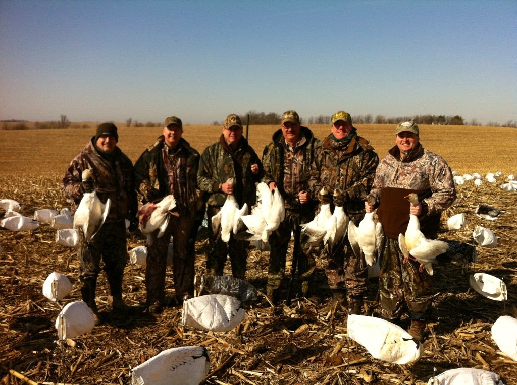 Snow Goose  Missouri Department of Conservation